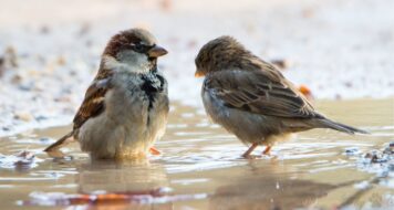 ZAMYŠLENÍ NA SOBOTU 14. TÝDNE V LITURGICKÉM MEZIDOBÍ