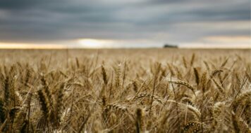 ZAMYŠLENÍ NA SOBOTU 15. TÝDNE V LITURGICKÉM MEZIDOBÍ