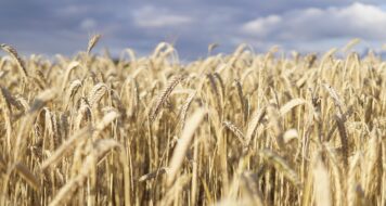 ZAMYSLENIE NA SPOMIENKU NA SV. IGNÁCA ANTIOCHIJSKÉHO, BISKUPA A MUČENÍKA