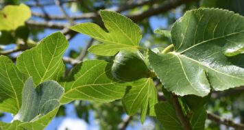 ZAMYSLENIE NA PIATOK 34. TÝŽDŇA V CEZROČNOM OBDOBÍ