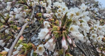 ZAMYSLENIE NA STREDU PO 2. VEĽKONOČNEJ NEDELI
