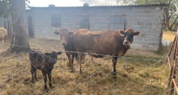 MISSION UPDATE ZO ZIMBABWE: FARMA, KTORÁ POMÁHA MISIONÁROM